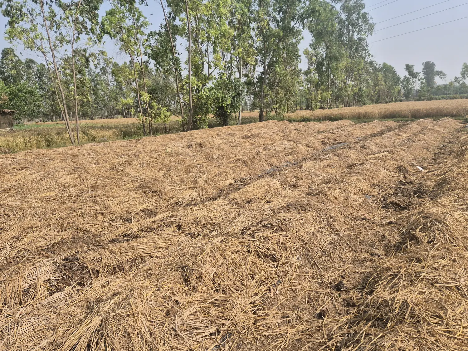 20250410_092047 (1).webp